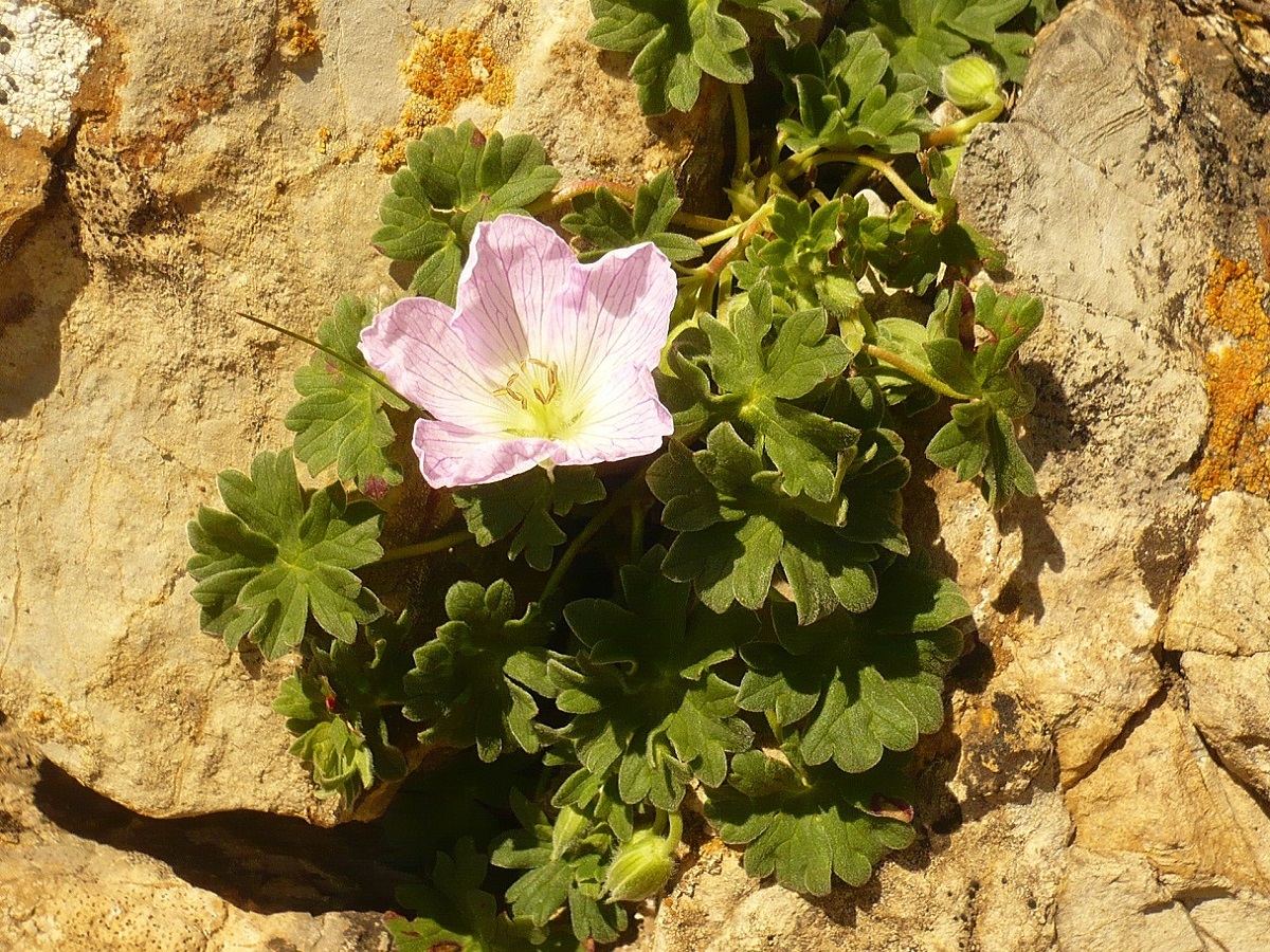 Geranium cinereum (Geraniaceae)